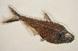 & Diplomystus Fish Fossils - Wyoming #18058-7